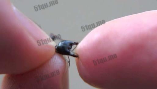 世界上最大的蚂蚁能长多大：史前恐怖巨型蚂蚁5厘米