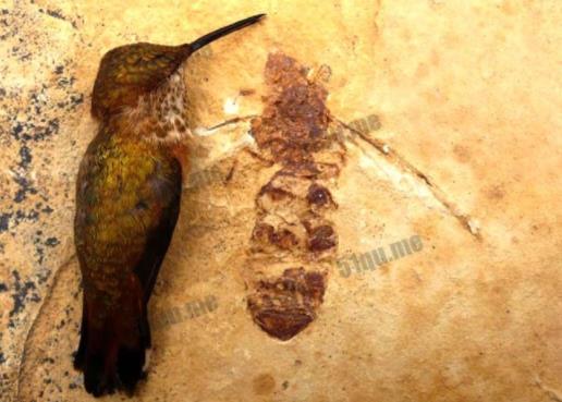 世界上最大的蚂蚁能长多大:史前恐怖巨型蚂蚁5厘米 世界上最大的蚂蚁能长多大:史前恐怖巨型蚂蚁5厘米