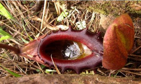 巨型猪笼草简介：巨型猪笼草能吞噬老鼠,形态特征介绍