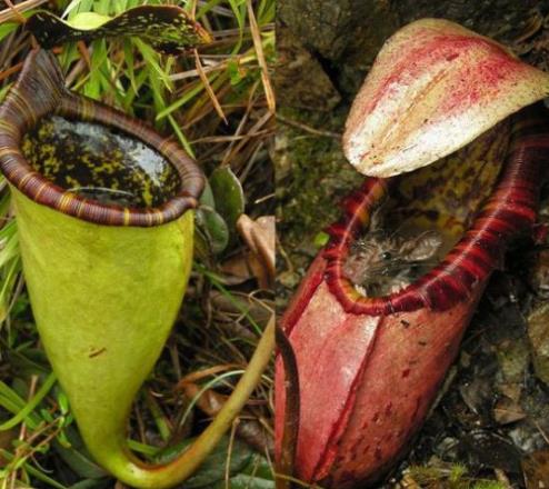 巨型猪笼草简介：巨型猪笼草能吞噬老鼠,形态特征介绍