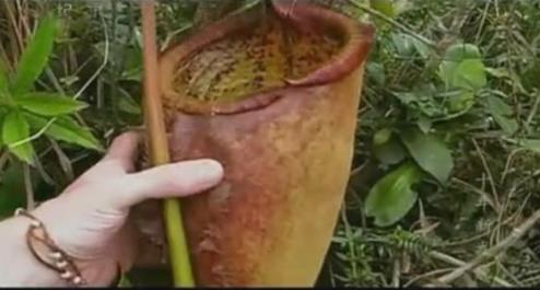 巨型猪笼草简介:巨型猪笼草能吞噬老鼠,形态特征介绍 巨型猪笼草简介:巨型猪笼草能吞噬老鼠,形态特征介绍