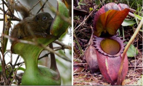巨型猪笼草简介：巨型猪笼草能吞噬老鼠,形态特征介绍