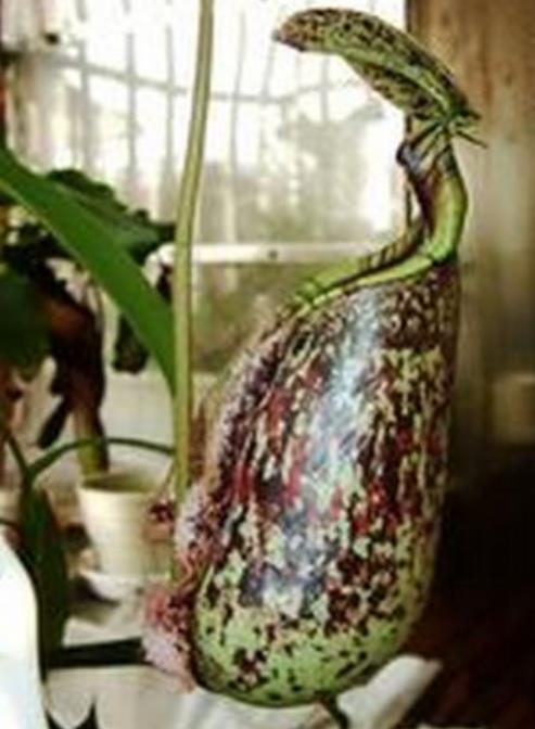 巨型猪笼草简介：巨型猪笼草能吞噬老鼠,形态特征介绍