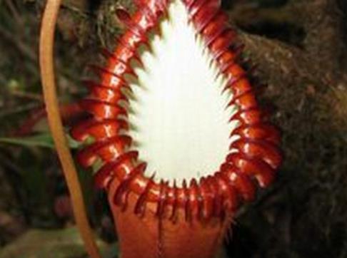 巨型猪笼草简介：巨型猪笼草能吞噬老鼠,形态特征介绍