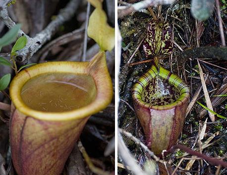 巨型猪笼草是什么及形态特征：巨型猪笼草如何捕食