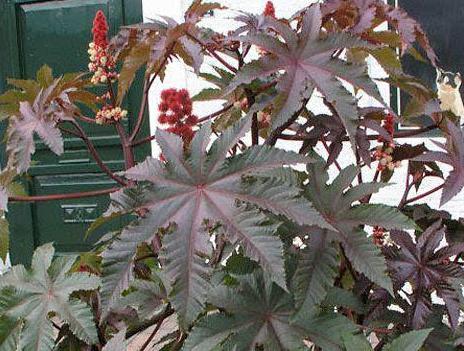 十大最危险植物排行榜：巨型猪笼草最恐怖危险（图）