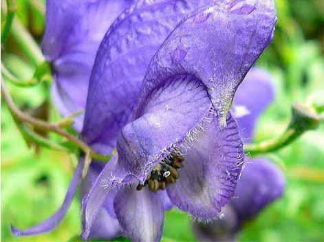 十大最危险植物排行榜:巨型猪笼草最恐怖危险(图) 十大最危险植物排行榜:巨型猪笼草最恐怖危险(图)