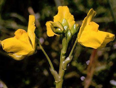 十大最危险植物排行榜：巨型猪笼草最恐怖危险（图）