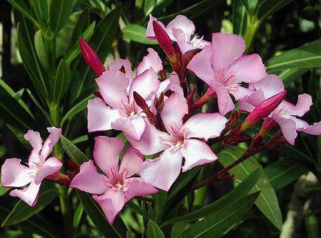 十大最危险植物排行榜：巨型猪笼草最恐怖危险（图）