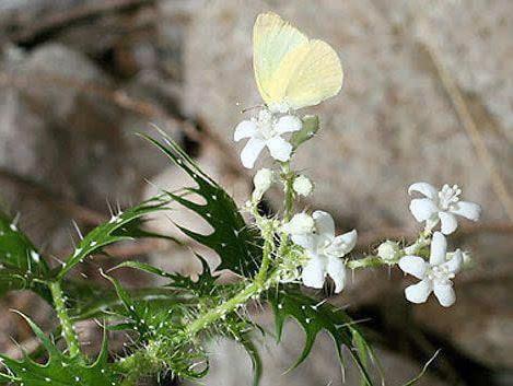 十大最危险植物排行榜：巨型猪笼草最恐怖危险（图）