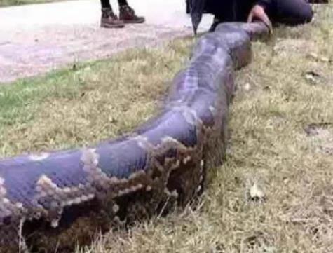 桂平挖蛇事件是真的吗?是真是假揭晓(图) 桂平挖蛇事件是真的吗?是真是假揭晓(图)