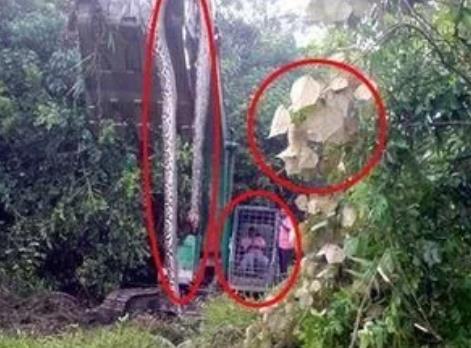 桂平挖蛇事件是真的吗?是真是假揭晓(图) 桂平挖蛇事件是真的吗?是真是假揭晓(图)