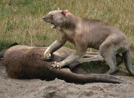 袋狮:战斗力超强的袋狮是如何灭绝的(图) 袋狮:战斗力超强的袋狮是如何灭绝的(图)