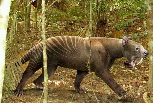 袋狮吃袋鼠:袋狮凶猛称霸澳洲 袋狮吃袋鼠:袋狮凶猛称霸澳洲