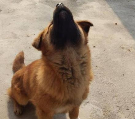 十大忠诚的狗排名:第一绝对忠诚(图) 十大忠诚的狗排名:第一绝对忠诚(图)