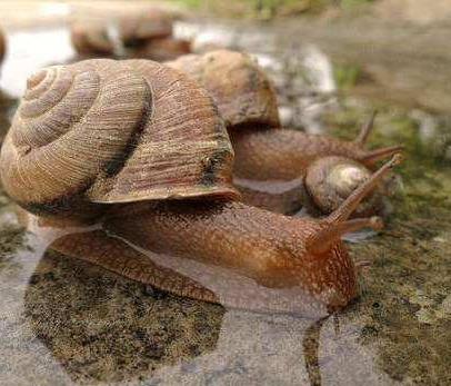 冬眠的动物有哪些：这15种需要冬眠的动物（图）