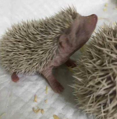 冬眠的动物有哪些：这15种需要冬眠的动物（图）