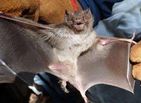 冬眠的动物有哪些：这15种需要冬眠的动物（图）