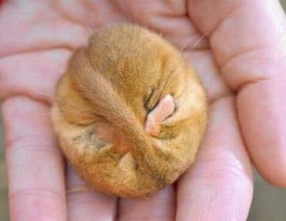 冬眠的动物有哪些：这15种需要冬眠的动物（图）