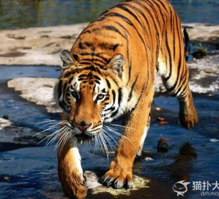 最大的老虎:东北虎可秒杀非洲狮(图)