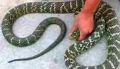 遇到蛇怎么办:你怕蛇么,如何正面应对蛇 遇到蛇怎么办:你怕蛇么,如何正面应对蛇