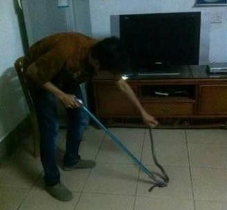 遇到蛇怎么办:你怕蛇么,如何正面应对蛇 遇到蛇怎么办:你怕蛇么,如何正面应对蛇