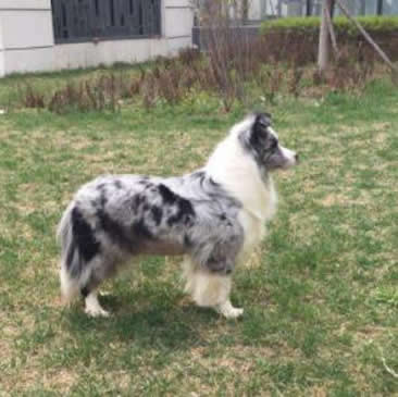 最聪明的狗边境牧羊犬到底有多聪明举例（图）