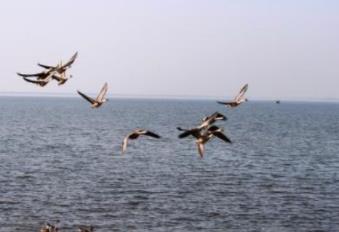 我国五大淡水湖简介:对比哪个面积最大(图) 我国五大淡水湖简介:对比哪个面积最大(图)