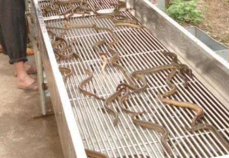 黄鳝吃什么:养了几条黄鳝不知道它吃什么 黄鳝吃什么:养了几条黄鳝不知道它吃什么