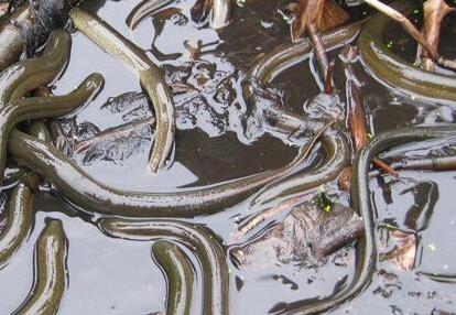 黄鳝吃什么:养了几条黄鳝不知道它吃什么 黄鳝吃什么:养了几条黄鳝不知道它吃什么