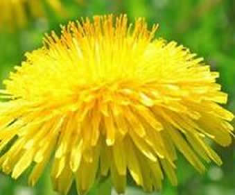 小便黄是什么原因：有危害吗,尿黄相关知识