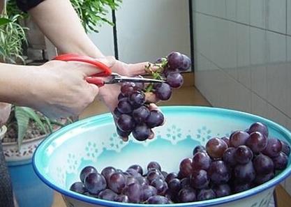 自酿葡萄酒:在家酿制葡萄酒步骤及保存方法 自酿葡萄酒:在家酿制葡萄酒步骤及保存方法