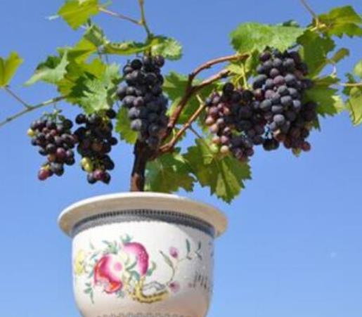 盆栽葡萄:种植养殖步骤(图) 盆栽葡萄:种植养殖步骤(图)