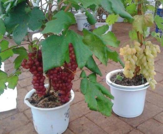 盆栽葡萄:种植养殖步骤(图) 盆栽葡萄:种植养殖步骤(图)