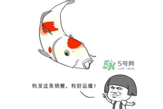 锦鲤是什么意思：锦鲤梗奇葩锦鲤纷纷出炉（图）