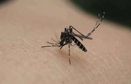 蚊子喜欢叮你不因血型而是你身体有这五大特性(图) 蚊子喜欢叮你不因血型而是你身体有这五大特性(图)