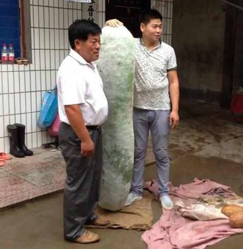 一人多高的冬瓜，这个冬天有它就够了