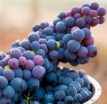 提子和葡萄的区别怎么辨别:提子葡萄营养价值对比 提子和葡萄的区别怎么辨别:提子葡萄营养价值对比