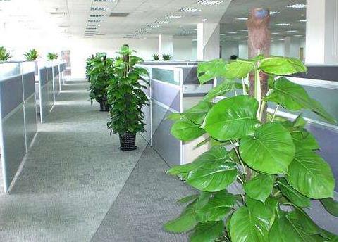 办公室植物：办公司风水植物和适合摆放的植物
