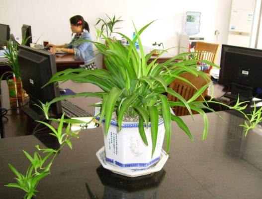 办公室植物：办公司风水植物和适合摆放的植物