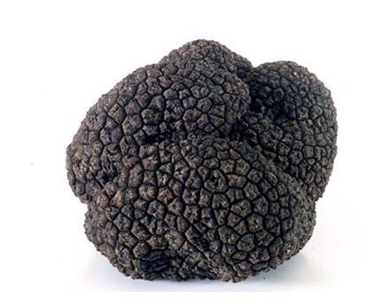 松露是什么:第一眼看松露感觉像一块牛粪(图) 松露是什么:第一眼看松露感觉像一块牛粪(图)