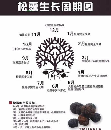 松露是什么:第一眼看松露感觉像一块牛粪(图) 松露是什么:第一眼看松露感觉像一块牛粪(图)