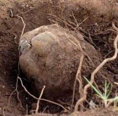 松露图片:松露长在什么地方和有几个品种 松露图片:松露长在什么地方和有几个品种