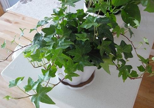 办公室植物有哪些:常见植物名字及图片简介 办公室植物有哪些:常见植物名字及图片简介