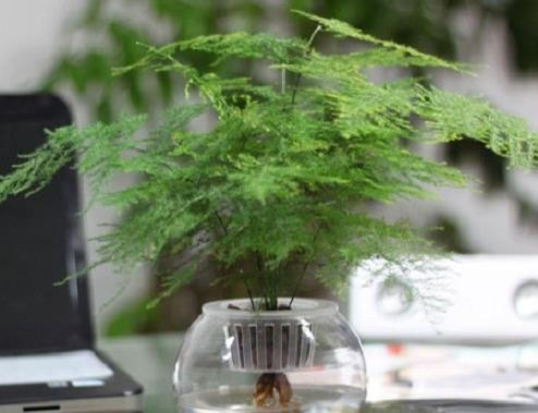 办公室植物有哪些：常见植物名字及图片简介