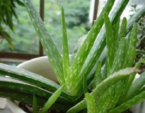 办公室植物有哪些：常见植物名字及图片简介