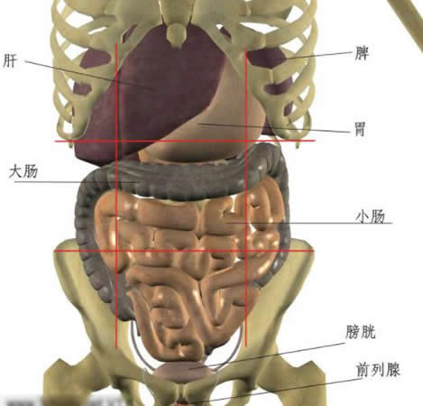 左上腹部(左季助部):胃,脾,结肠脾曲,胰尾,左肾,左肾上腺.
