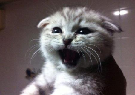 猫咪恨主人的十种表现:小心它偷袭你了(图) 猫咪恨主人的十种表现:小心它偷袭你了(图)