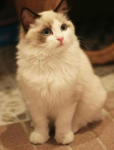 猫咪恨主人的十种表现:小心它偷袭你了(图) 猫咪恨主人的十种表现:小心它偷袭你了(图)