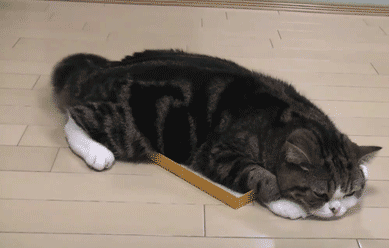 猫咪恨主人的十种表现:小心它偷袭你了(图) 猫咪恨主人的十种表现:小心它偷袭你了(图)